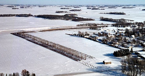 Community shelterbelt protecting Buffalo Lake, MN